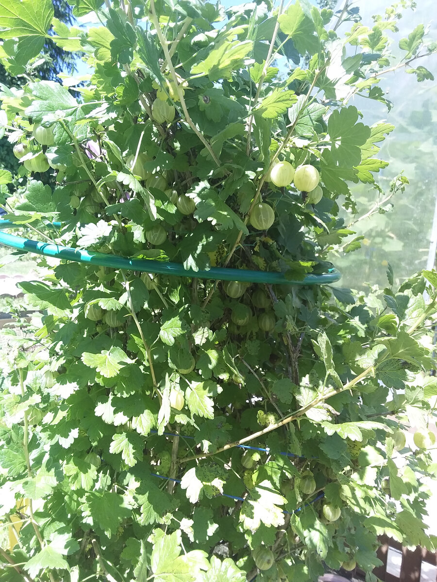 Крыжовник я обычно перетираю с сахаром. 