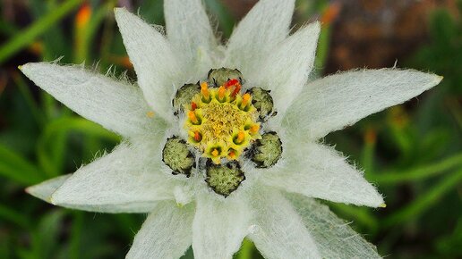 Поиск Edelweiss порно видео, Скачать и смотреть порно Edelweiss, HD порно Edelweiss