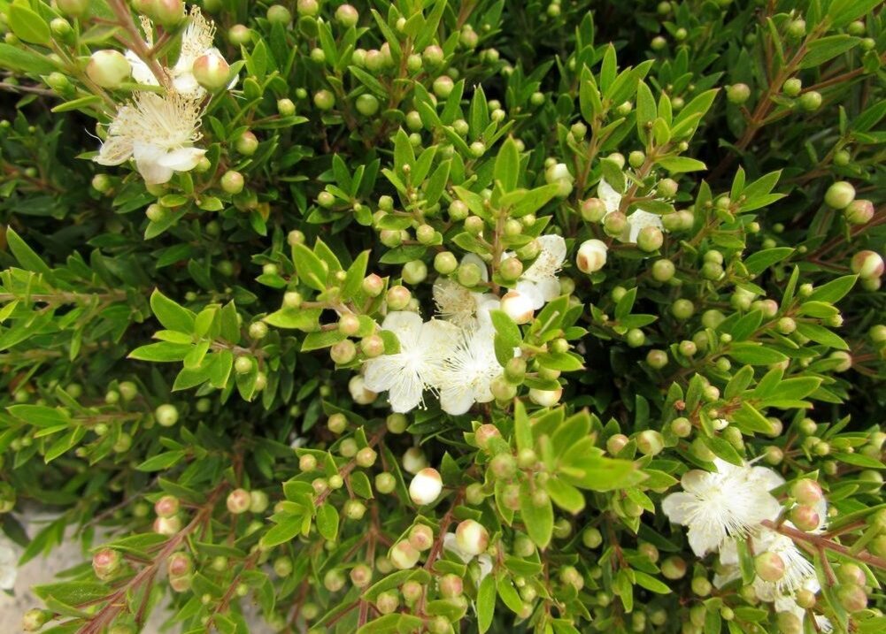 Myrtus communis