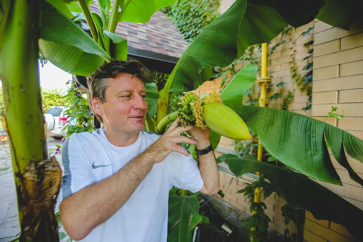 В конце июня у ростовских бананов появились первые плоды. 
