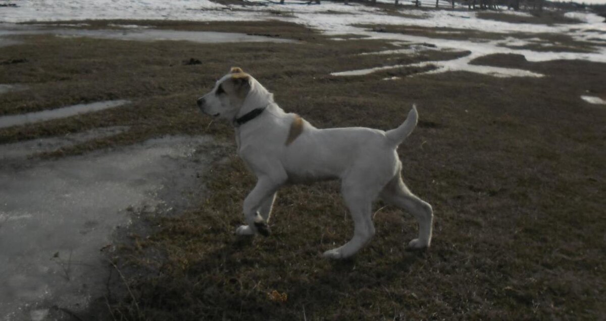 Весёлая, подвижная малоежка.