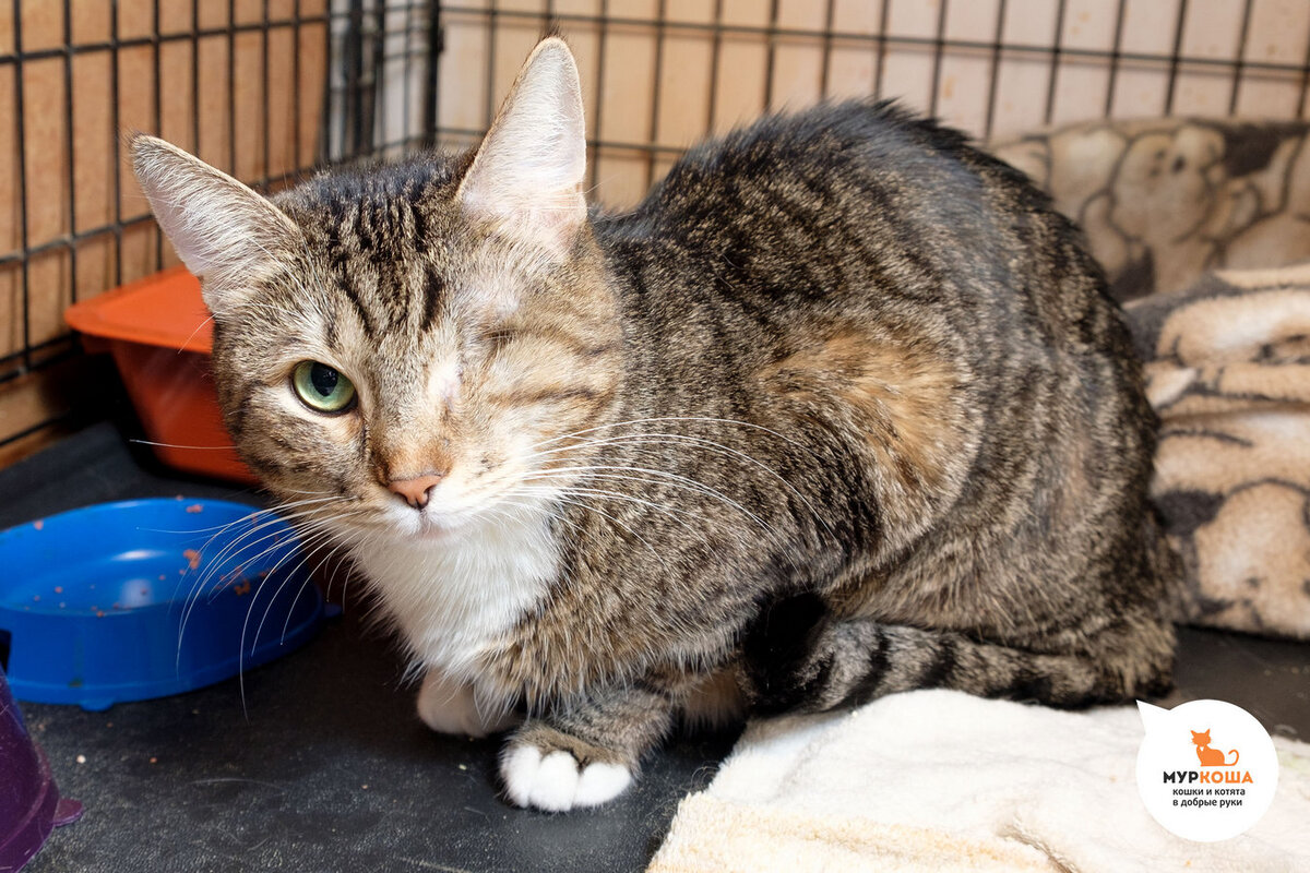 Хурма смотрела на всех волонтеров с недоверием и опаской... 