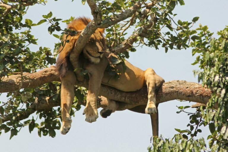 Лев забирается на дерево и ложится спать, свесив лапы