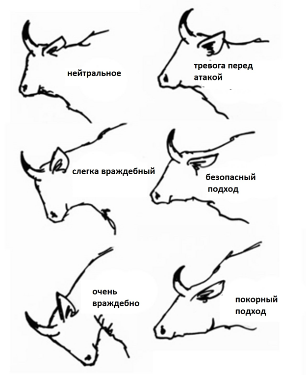 Язык тела животного.