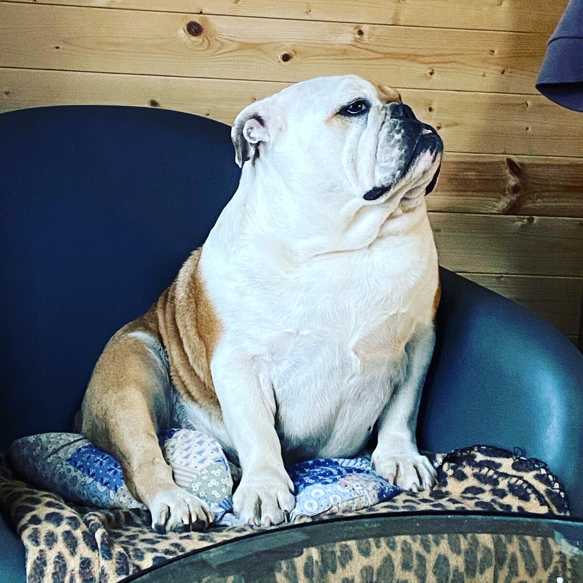 Буля спустя 4 года.