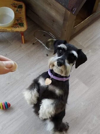 И стала Розочка расти и ума набираться.