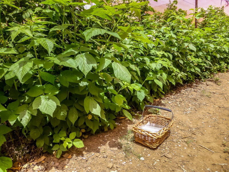 Кусты смородины