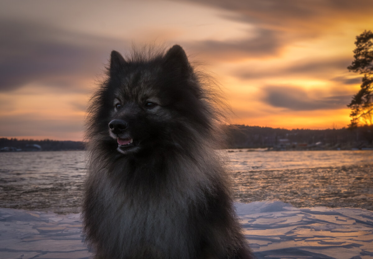 Такие разные шпицы! (Фото: https://www.flickr.com/photos/goingberg/33403406036/)