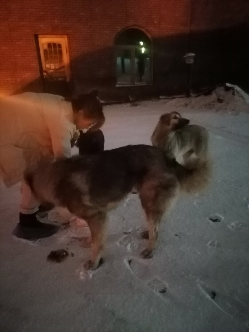 Бездомыши