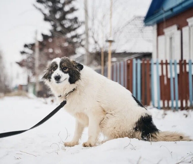 Василиса в приюте для животных. 