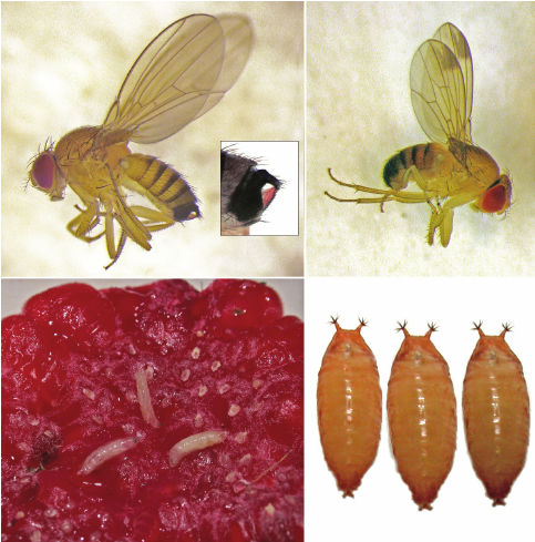 Drosophila suzukii найденная в малине (Сербия)