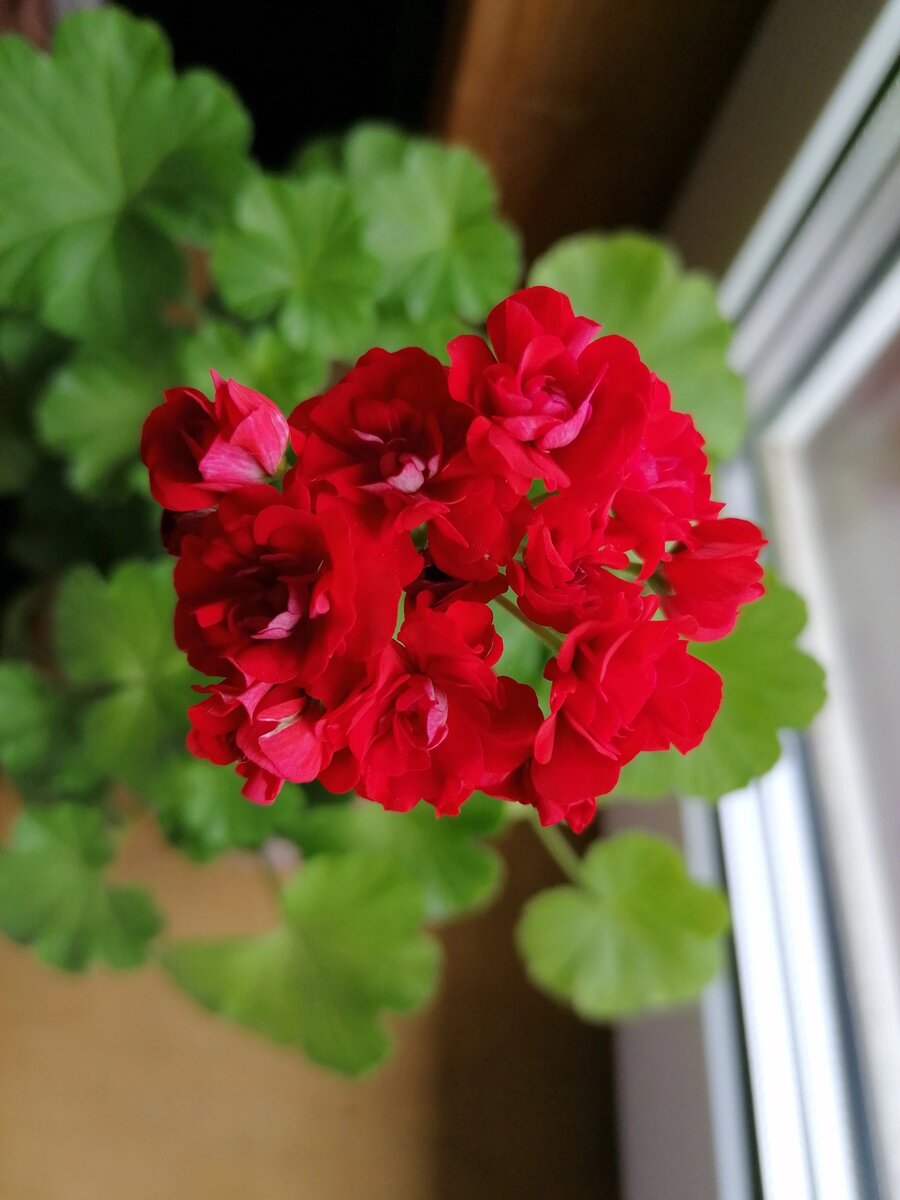 Моя Герань сорта Норланд Ред (Norrland red). Фото автора. 