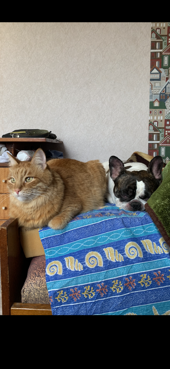 Кот явно « в себе»😊, он в своих мыслях. Соседство скорее терпит, взгляд не самый добрый