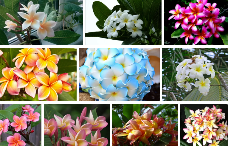 Роскошные живые цветы для вдохновения - коллаж из яндекс.картинки.