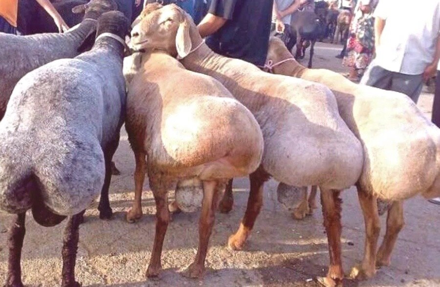 Курдючные породы овец.