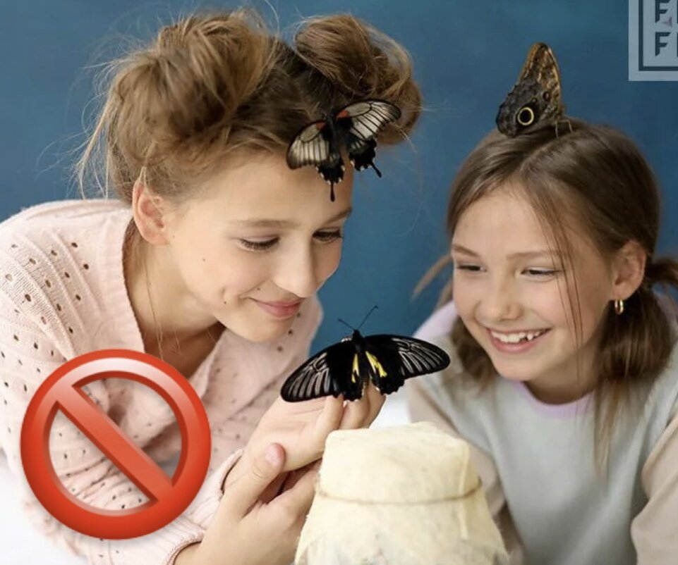Бабочку нельзя трогать руками❌