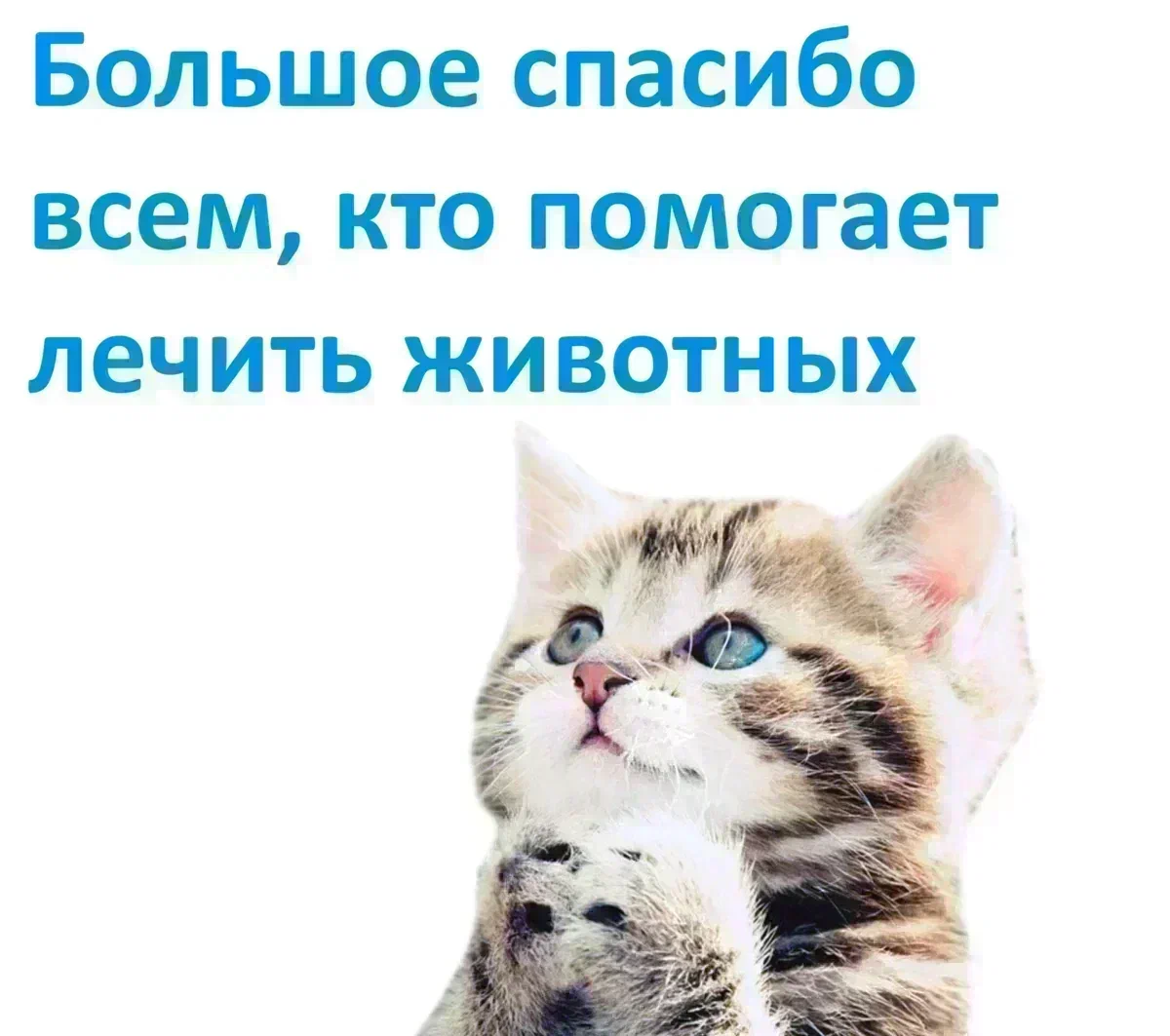 Всем большой привет от Валеры из дома (он сходил к врачу и у него новый  свитер) | Animalrescueed | Дзен