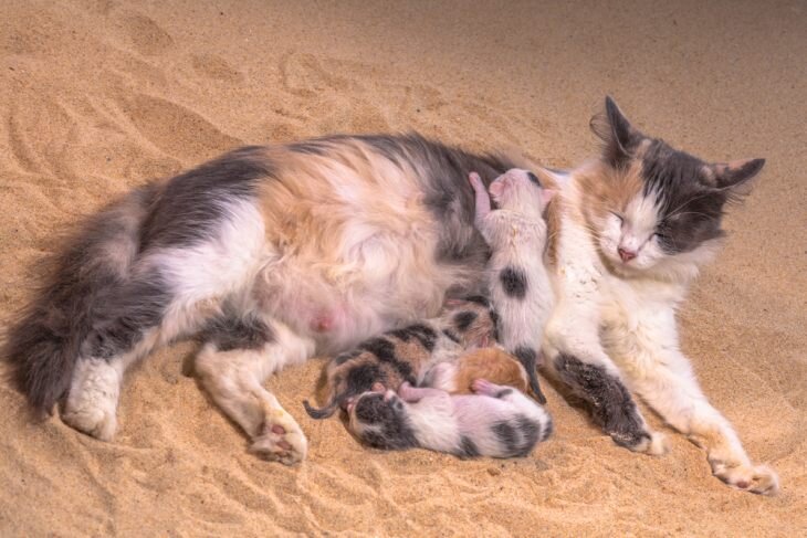 Сколько котят может родить кошка? Обычное количество приплода у котейки