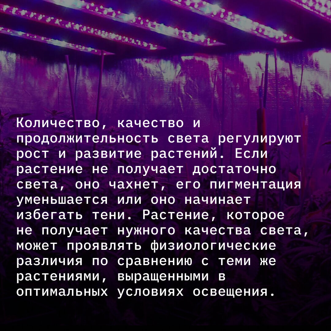 Почему окна домов светятся розовым светом? Там происходит что-то странное?  | TechInsider | Дзен