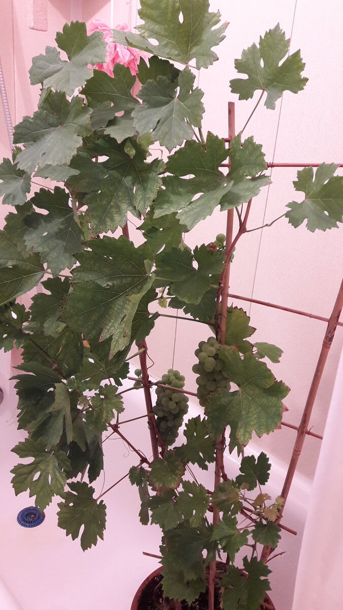 16 июня 2022 года. Сорт Августин. Все очень компактно. Фото автора.