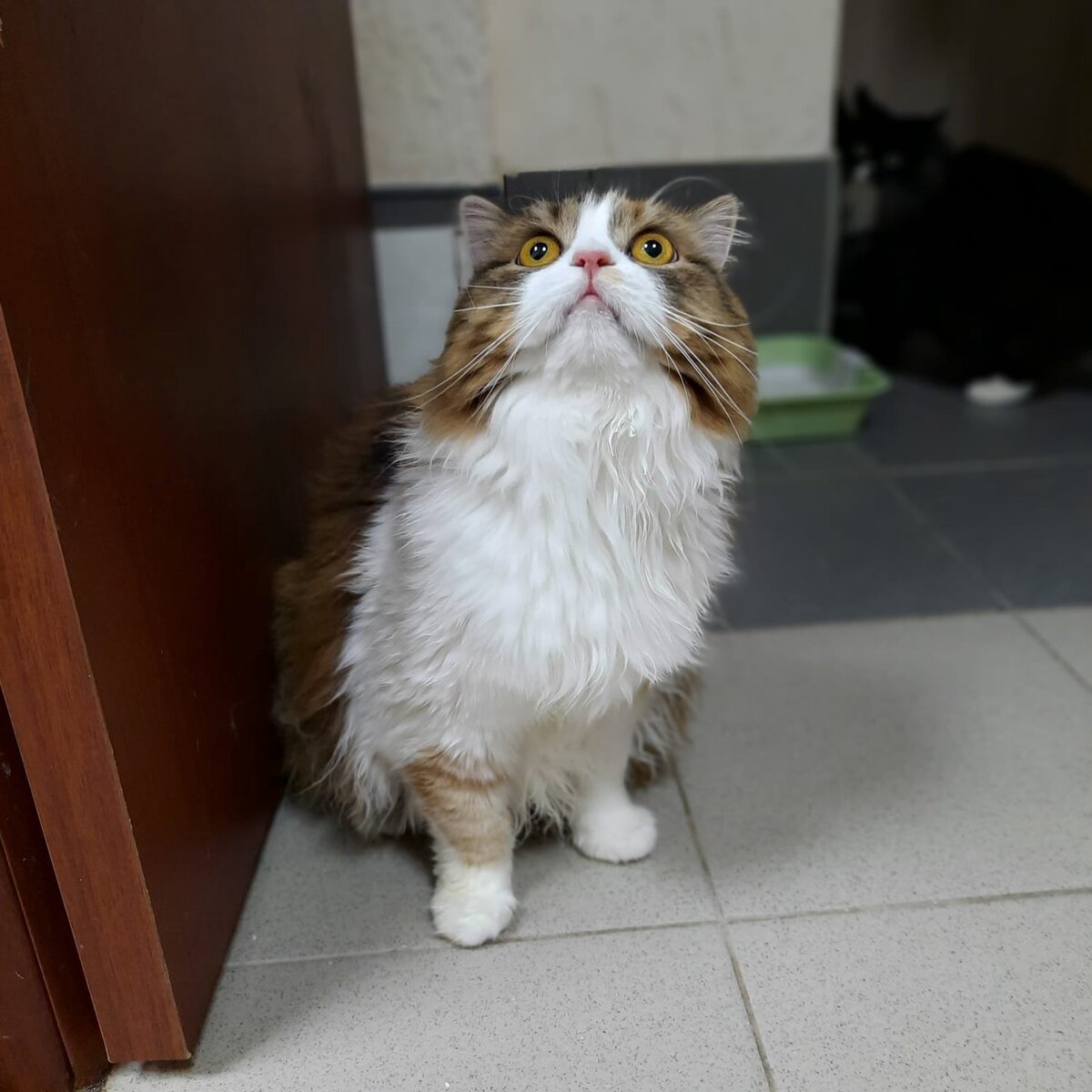 Мусе очень интересно в приюте