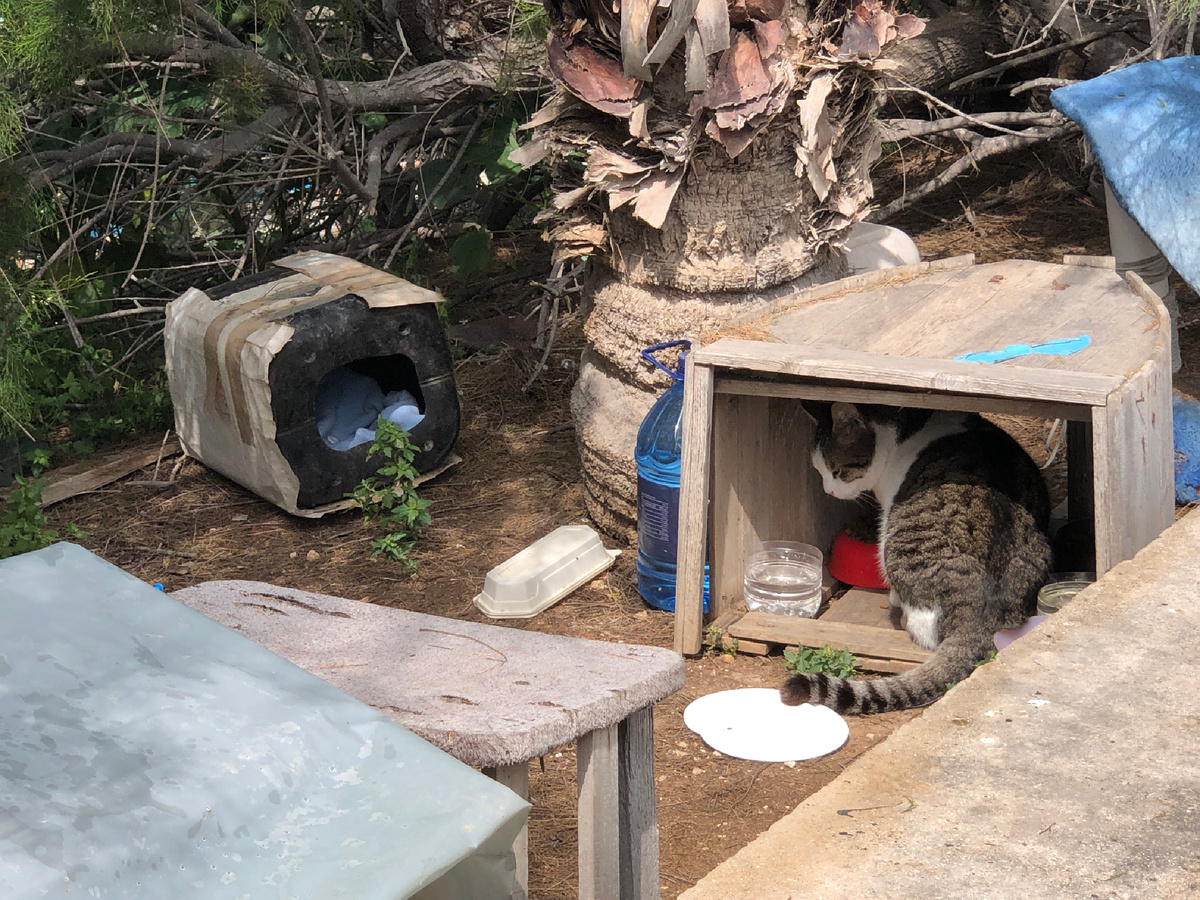 Коты на Мальте 