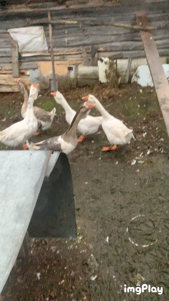 Злыдни прошлого года