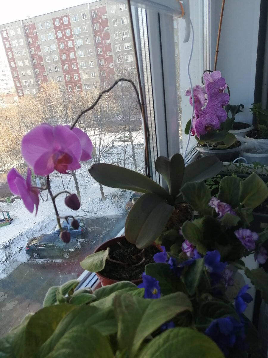 Повторное цветение орхидеи на боковом побеге.