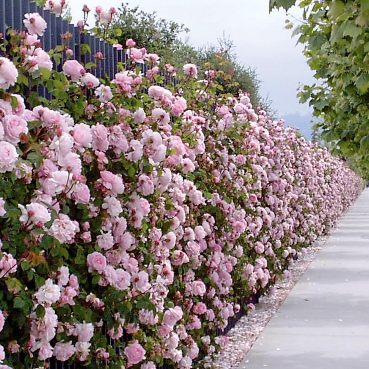 Время начала культивации роз на туманном Альбионе трудно установить достоверно, однако династический конфликт 15 века между Йорками и Ланкастерами вошел в историю как война Белой и Алой розы.-4-2