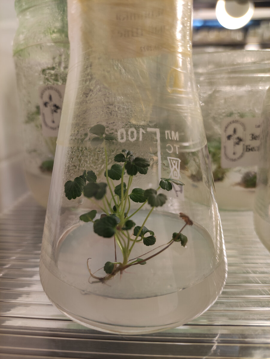 Мини земляника