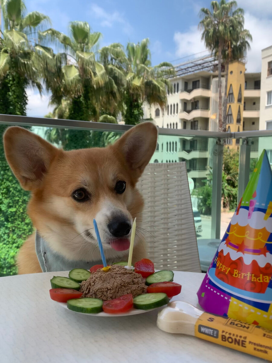 Корги 2 года.