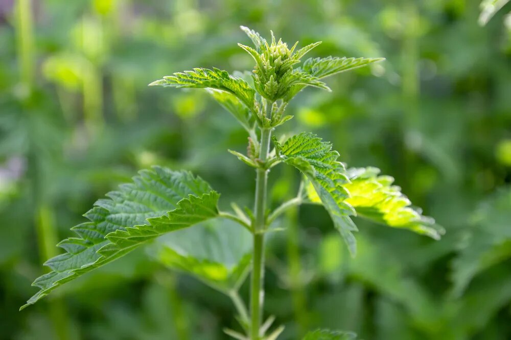 Крапива двудомная (Urtica dioica)настой. Хмель и крапива. Какая кислота в крапиве. Какая кислота в составе крапивы вызывает жжение. Жжение крапивой