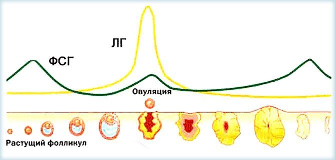 Лютеинизирующий гормон у женщин