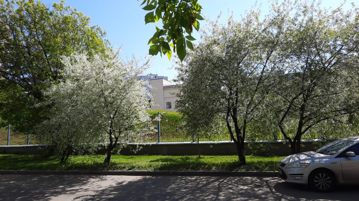 Вишни зацвели под моими окнами