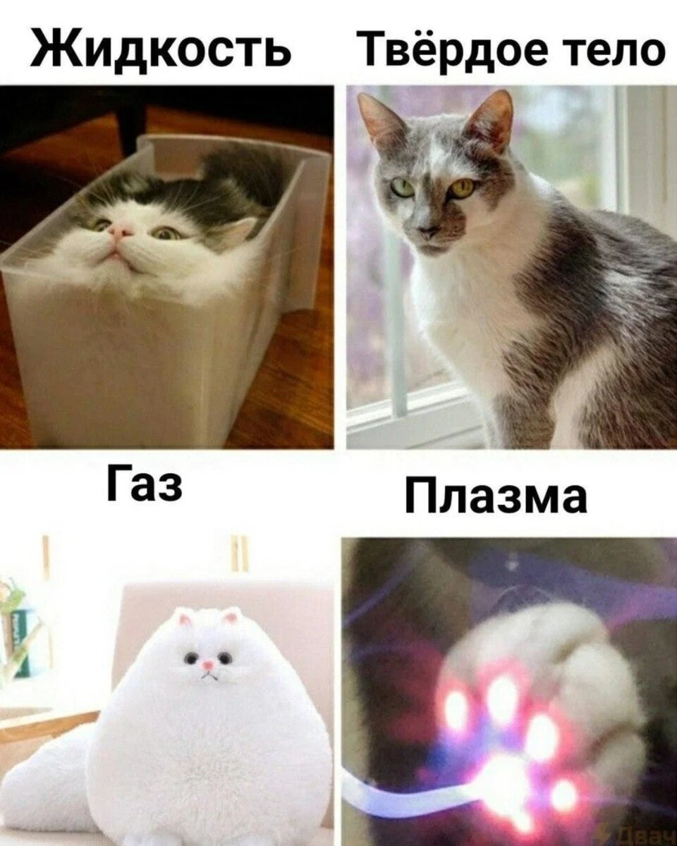 Интернет мемы с котами Немножко юмора. / Динка Василёк