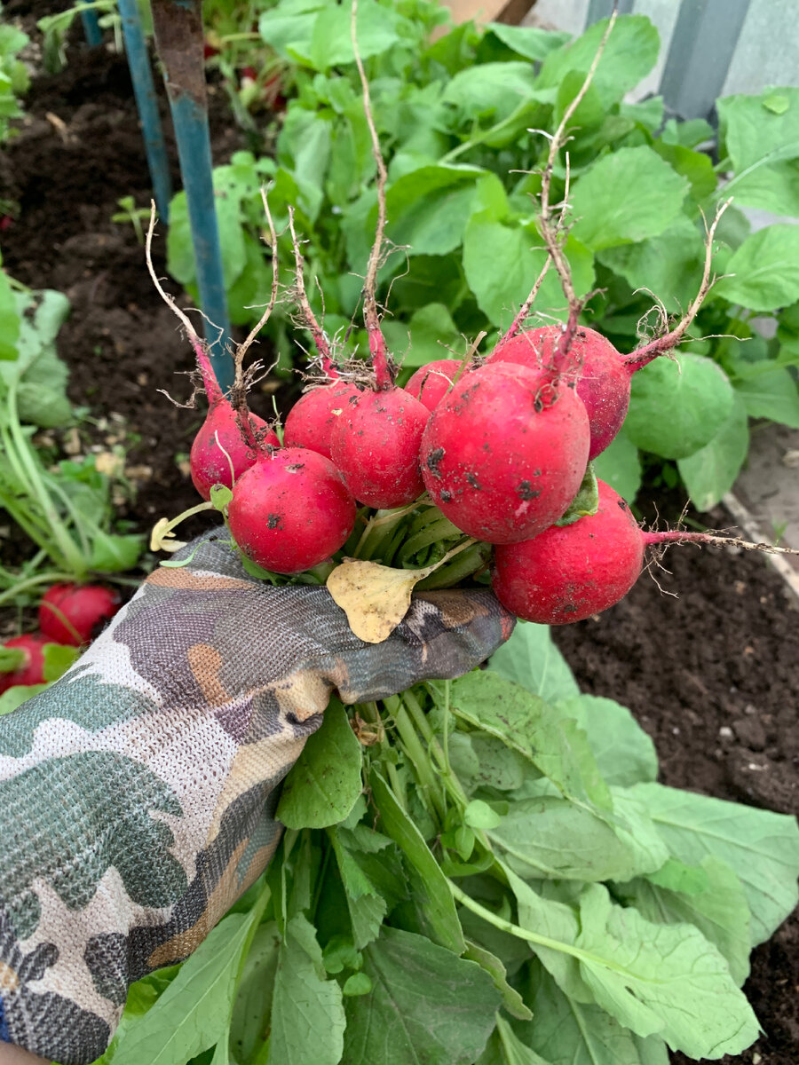 фото автора. Редис Молния F1. Урожайный, скороспелый , вкусный, хрустящий.