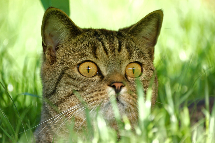 Cat secrets. Кот в засаде. Кот выглядывает из кустов. Котенок в засаде. Смешной кот в засаде.
