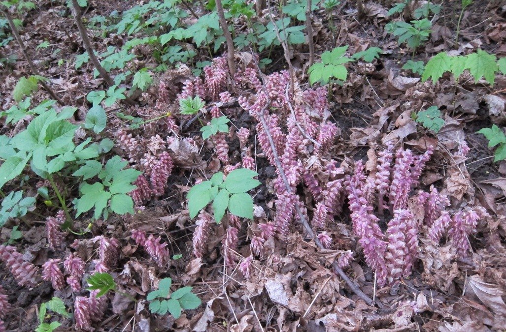 Петров крест чешуйчатый (фото из личных архивов)