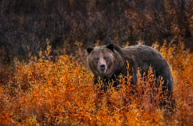 Фото: Ania Tuzel Photography / Flickr