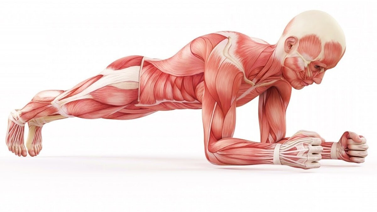 Планка мышцы