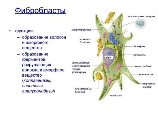 С возрастом в коже количество фибробластов – главных клеток кожи,  отвечающих за ее молодость и красоту (именно эти клетки продуцируют коллаген, эластин, гиалуроновую кислоту) — значительно уменьшается (как показали ученые – почти на 40%), уменьшается и их способность синтезировать эти столь важные для кожи вещества.