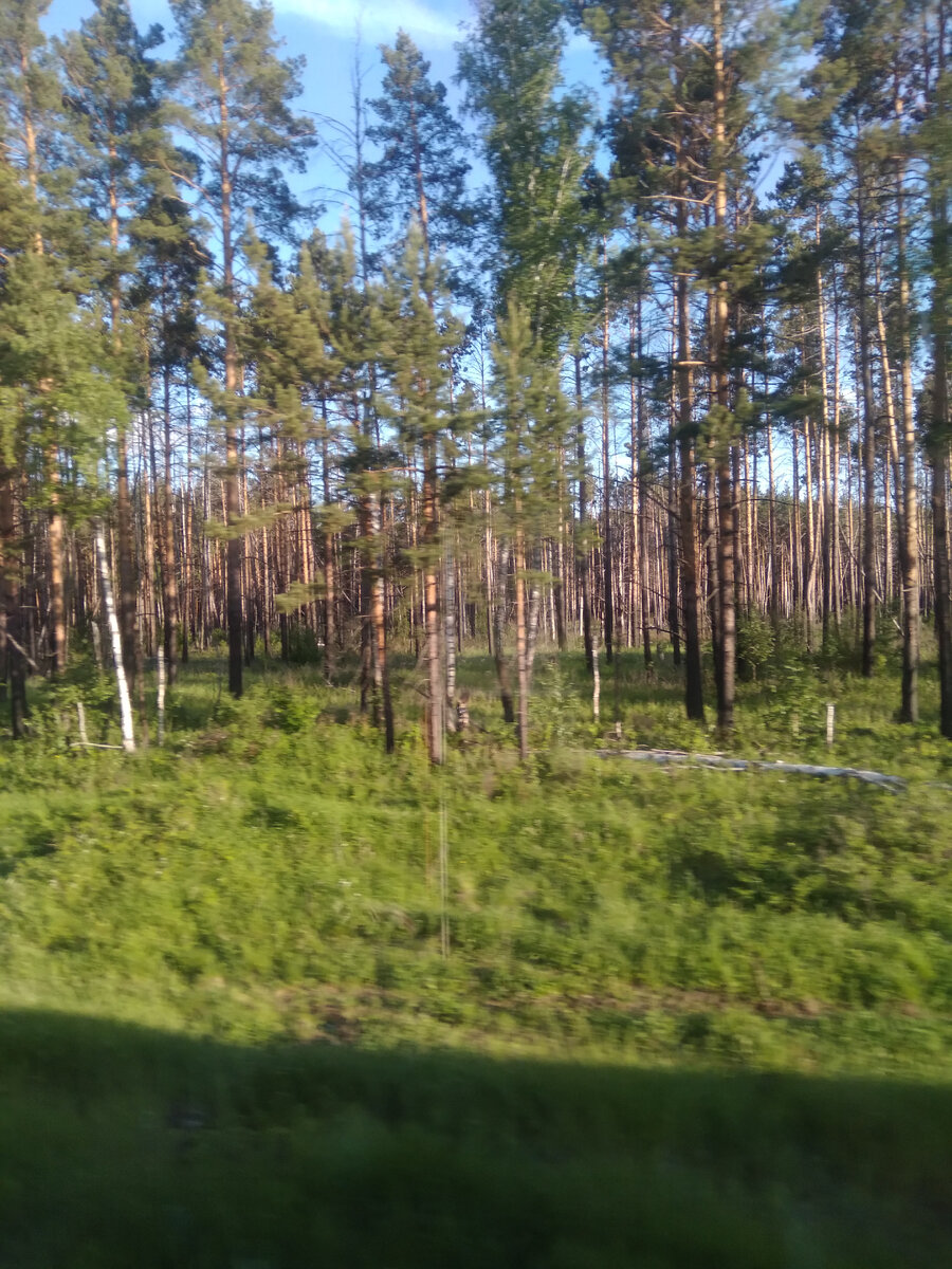 Вид из окна поезда