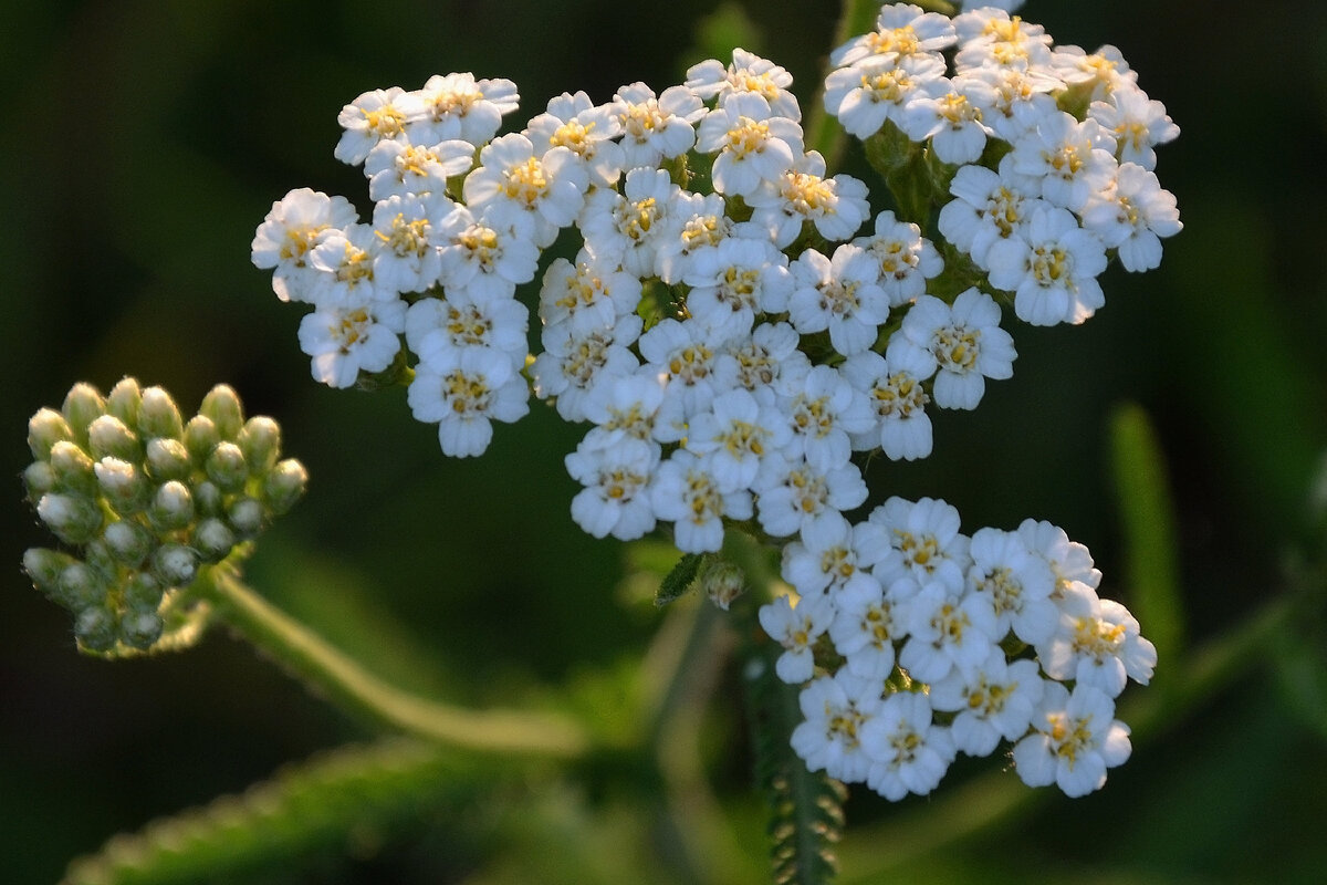 Мелкие и крупные растения. Тысячелистник Ахиллея. Тысячелистник (Achillea). Тысячелетник обыкновенный. Тысячелистник (Achillea millefolium).