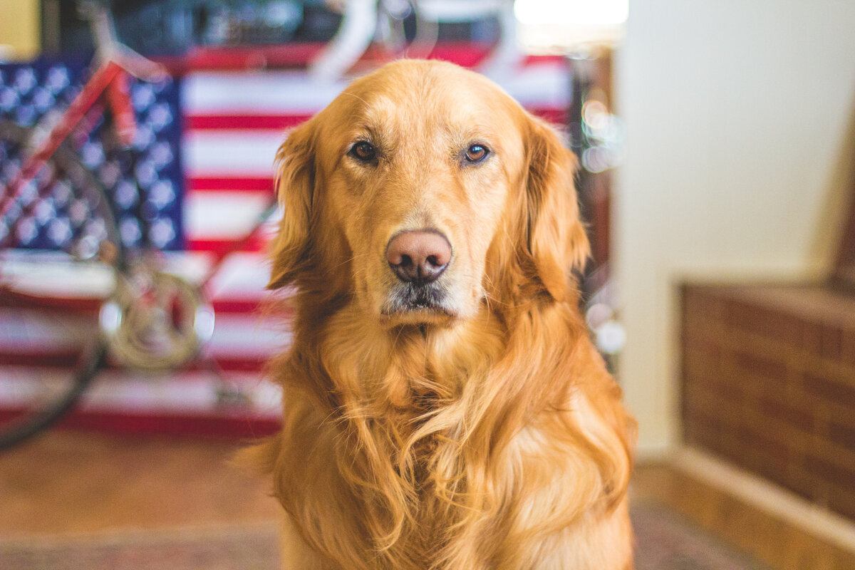 This dog isn't barking up the good tree - he's a smart one! ;)