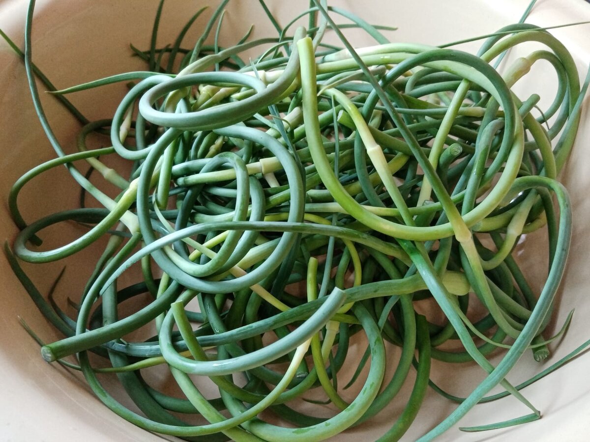 Собранные чесночные стрелки