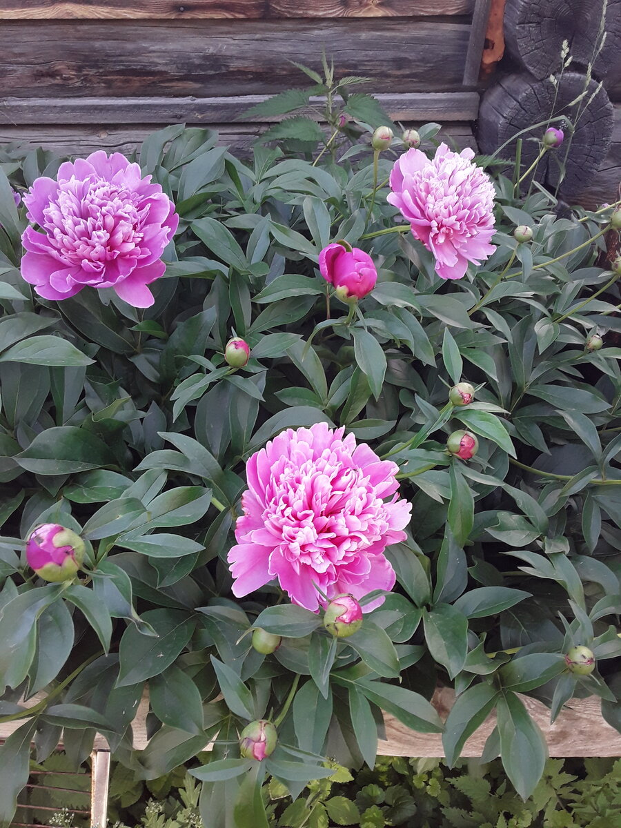 Мои пионы. Фото автора.