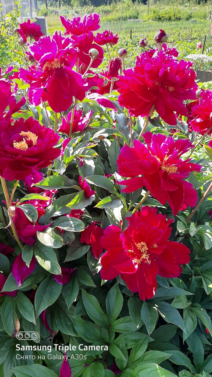 Фото автора.Отцветают,но красиво.