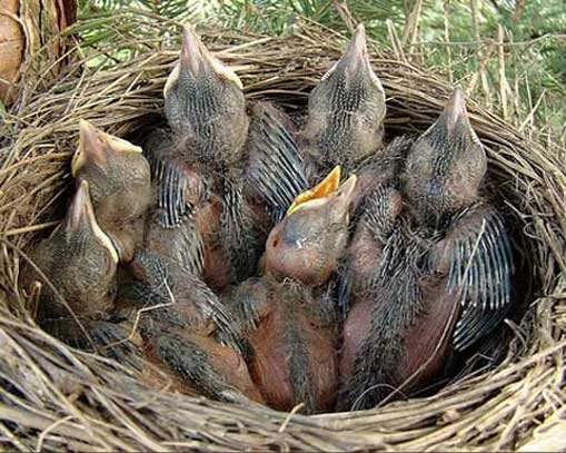 Птенцы в гнезде. Птенцы восемь. 7 цыплят. 7 птенцов. Вылупленные птенцы трясогузки.