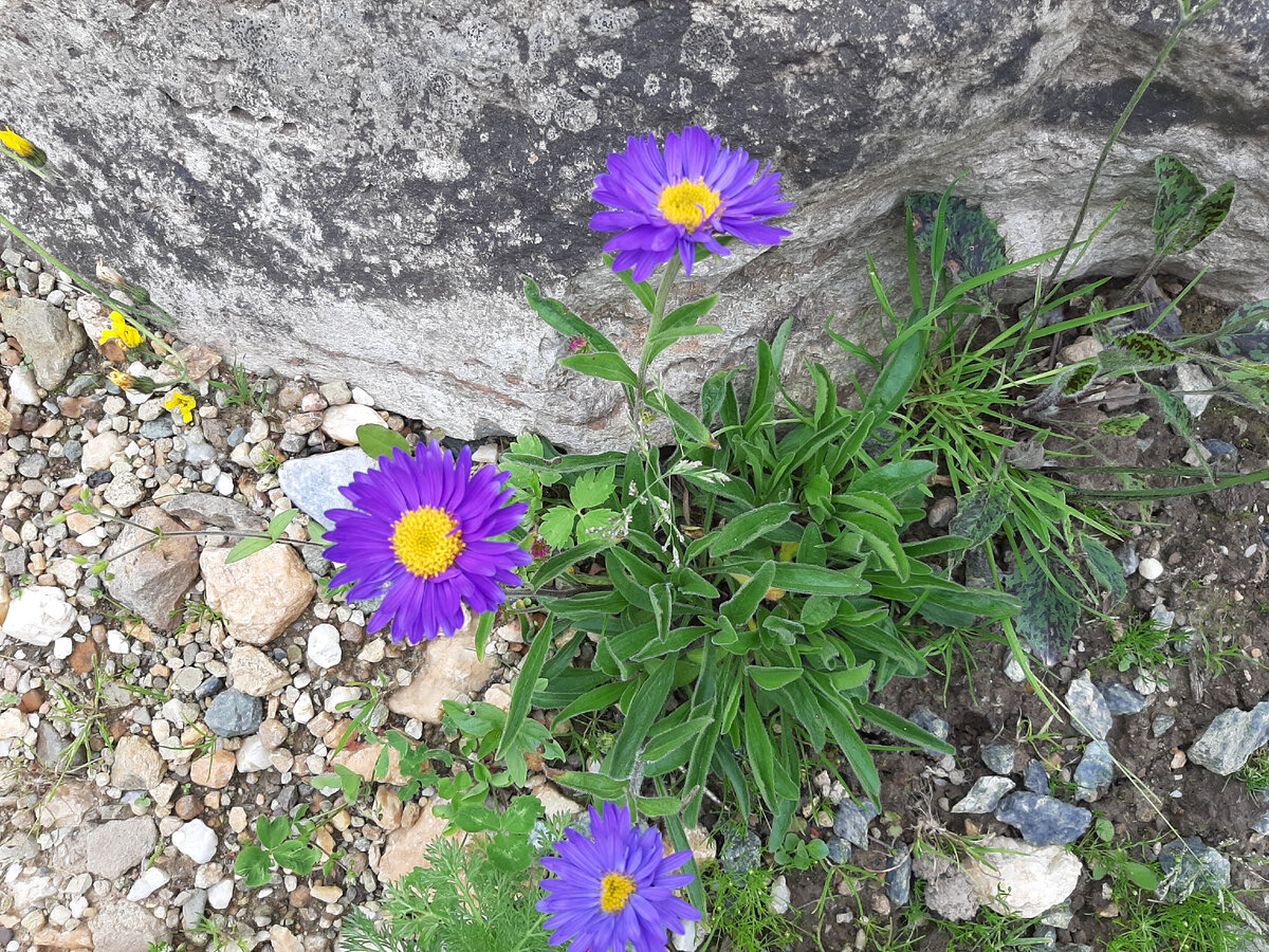 Астра альпийская — Aster alpinus