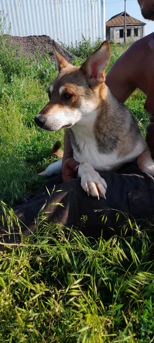 Волчок
